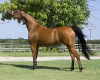 Cinco dicas para evitar infecções durante as viagens dos seus cavalos