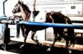 Centro Nacional de Hipismo, palco das competições em 2016, é referência no esporte