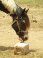 Altas temperaturas exigem maior ingestão de sal para o cavalo